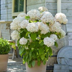 Hydrangea arb. Annabelle 2l