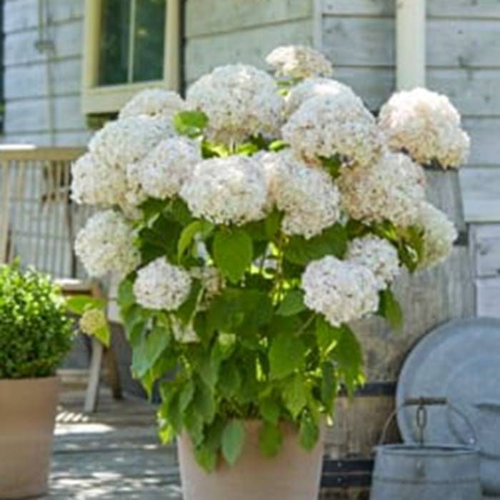 Hydrangea arb. Annabelle 2l - Image 1