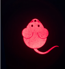 LED Pointer Cat Toy for Play and Exercise - Catch the Light | Mouse Shape | Keans Claremorris