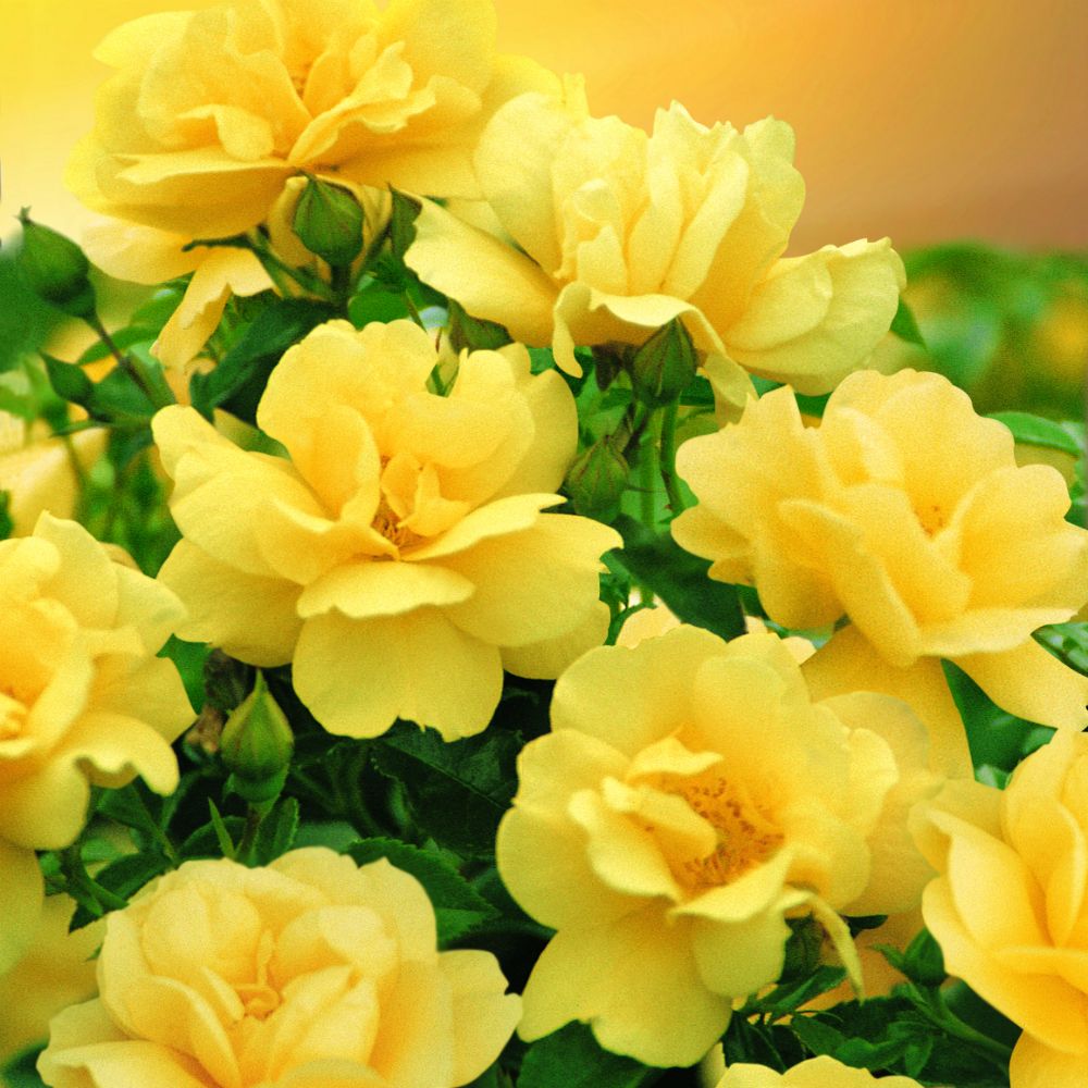 Flower Carpet Rose Gold shrub in 3.5ltr pot with golden-yellow semi-double flowers, disease resistant, full sun – Keans