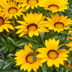 Gazania New Day® Yellow, 9cm