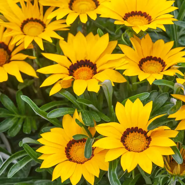 Gazania New Day® Yellow, 9cm - Image 3