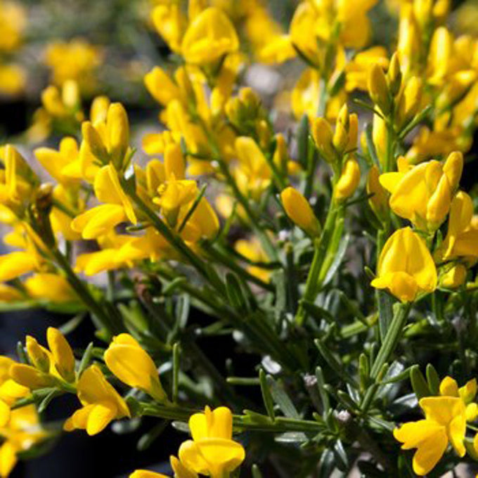 Genista Lydia 2L 20-30cm - Image 3