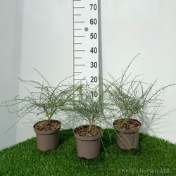 Genista Lydia 2L 20-30cm