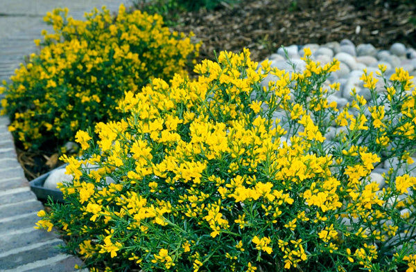 Genista Lydia 2L 20-30cm