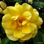 Load image into Gallery viewer, ROSA Golden Gate Cimbing Rose 5ltr
