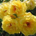 Load image into Gallery viewer, ROSA Golden Gate Cimbing Rose 5ltr
