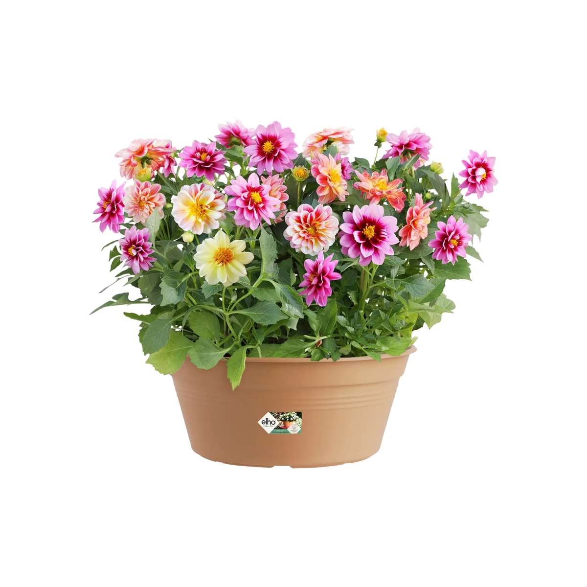 Green Basics Bowl Mild Terra with mixed pink, yellow, and orange dahlia flowers and green leaves