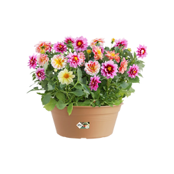 Green Basics Bowl Mild Terra