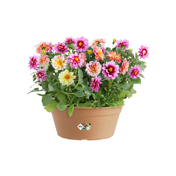 Green Basics Bowl Mild Terra - Image 3