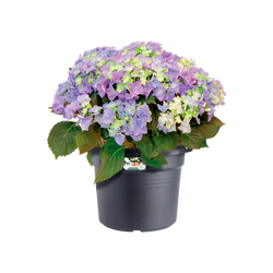 Green Basics Cilinder Living Black