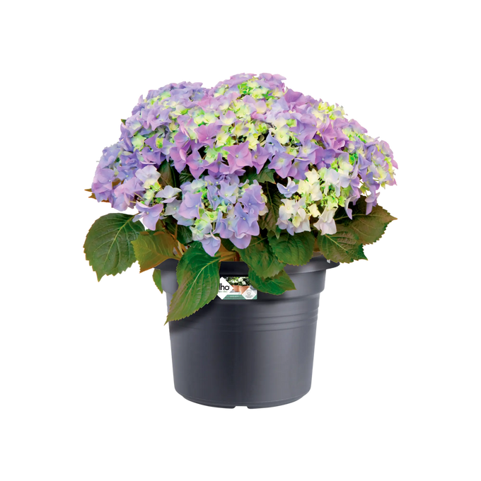 Green Basics Cilinder Living Black - Image 3