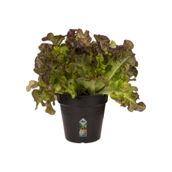 Green Basics Growpot Living Black