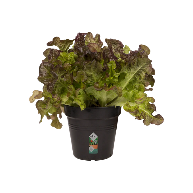 Green Basics Growpot Living Black - Image 3