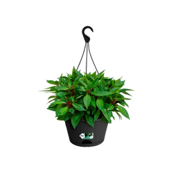 Green Basics Hanging Basket 28cm Living Black