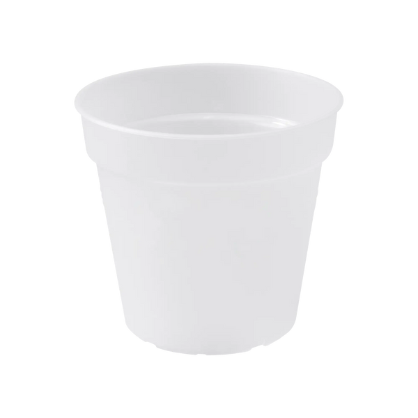 Green Basics Orchid Transparent