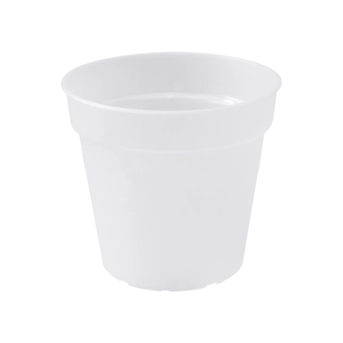 Green Basics Orchid Transparent - Image 1