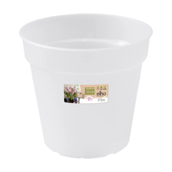 Green Basics Orchid Transparent