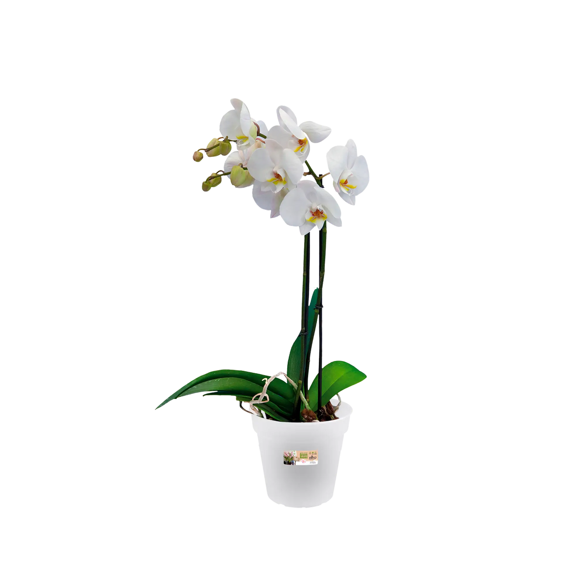 Green Basics Orchid Transparent with white flowers and yellow centers in a white pot with green leaves