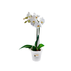 Green Basics Orchid Transparent