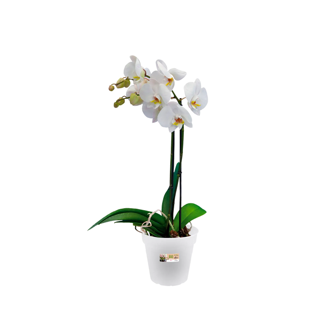 Green Basics Orchid Transparent - Image 3