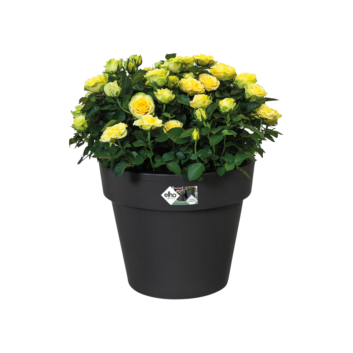 Black Green Basics Top Planter filled with blooming yellow roses and green leaves against white background