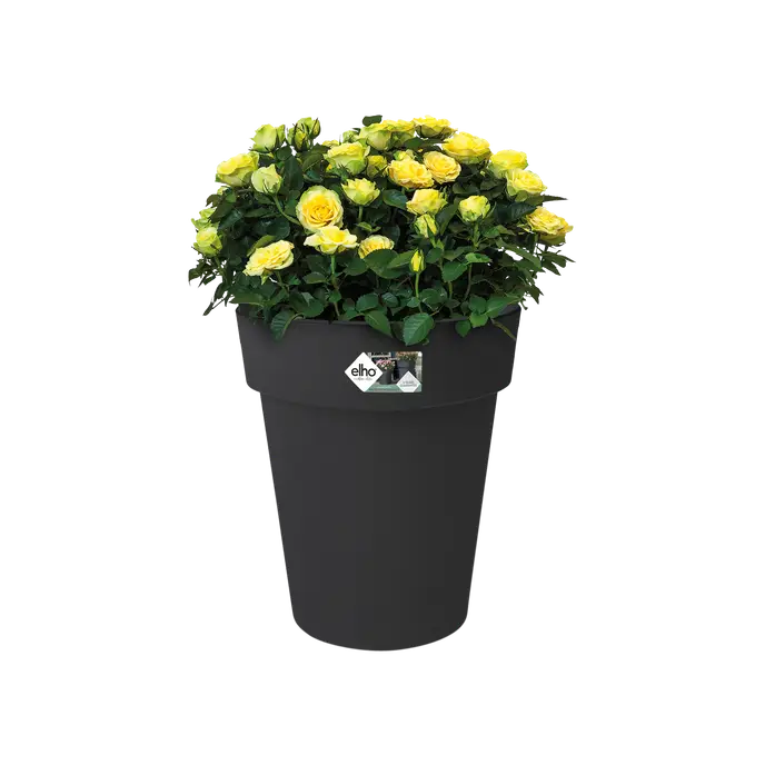 Tall black Green Basics Top Planter filled with blooming yellow roses against a white background