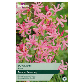 Nerine Bowdenii