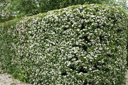 Whitethorn Hedges Bareroot 120-150 cm, Crataegus 1+2 R, garden hedge plant from Keans Claremorris