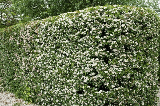 Whitethorn Hedges Bareroot 120-150 cm, Crataegus 1+2 R, garden hedge plant from Keans Claremorris