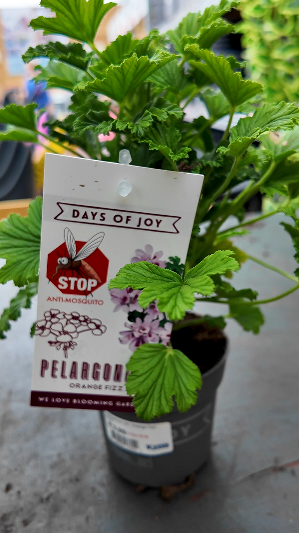 pelargonium-orange-fizz