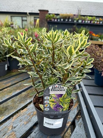 Hebe Elliptica Variegata 2L