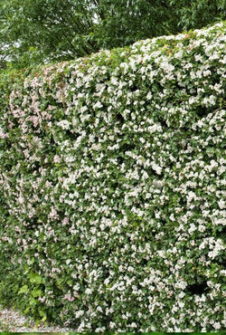 Whitethorn Hedges Bareroot 120-150cm, fast-growing thorny hawthorn with white flowers & red berries – Keans Claremorris