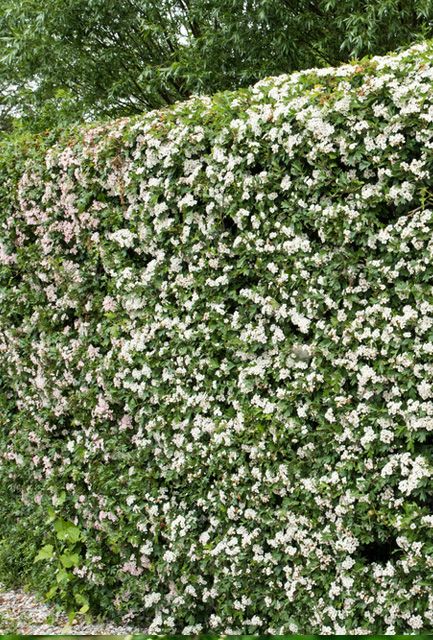 Whitethorn Hedges Bareroot 120-150cm, fast-growing thorny hawthorn with white flowers & red berries – Keans Claremorris