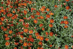Helianthemum Henf. Brilliant 9cm