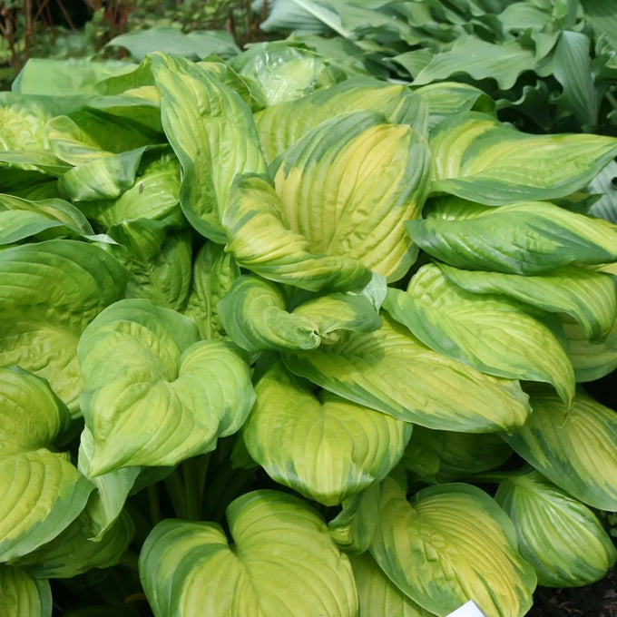 Hosta 'Stained Glass', 2L - Image 2