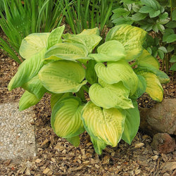 Hosta 'Stained Glass', 2L Keans Claremorris