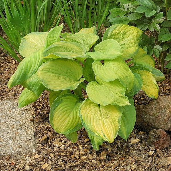Hosta 'Stained Glass', 2L Keans Claremorris