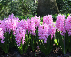 Hyacinth ‘Pink Pearl’ Bulbs