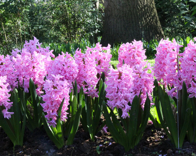 Hyacinth ‘Pink Pearl’ Bulbs - Image 2