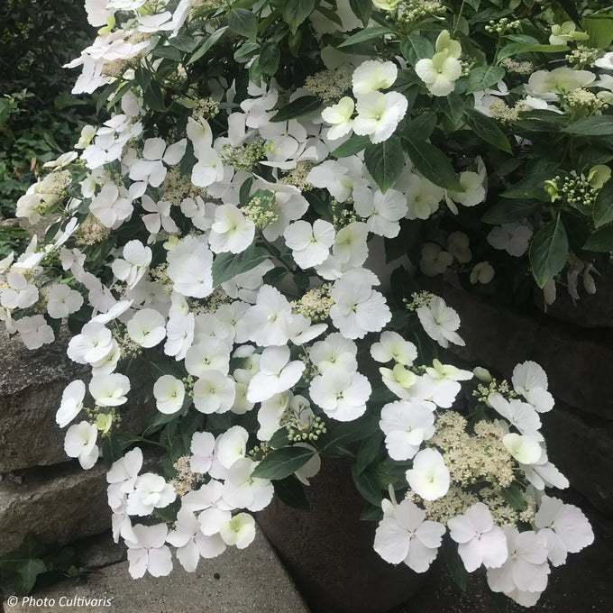 Hydrangea Runaway Bride C6 45cm - Image 2