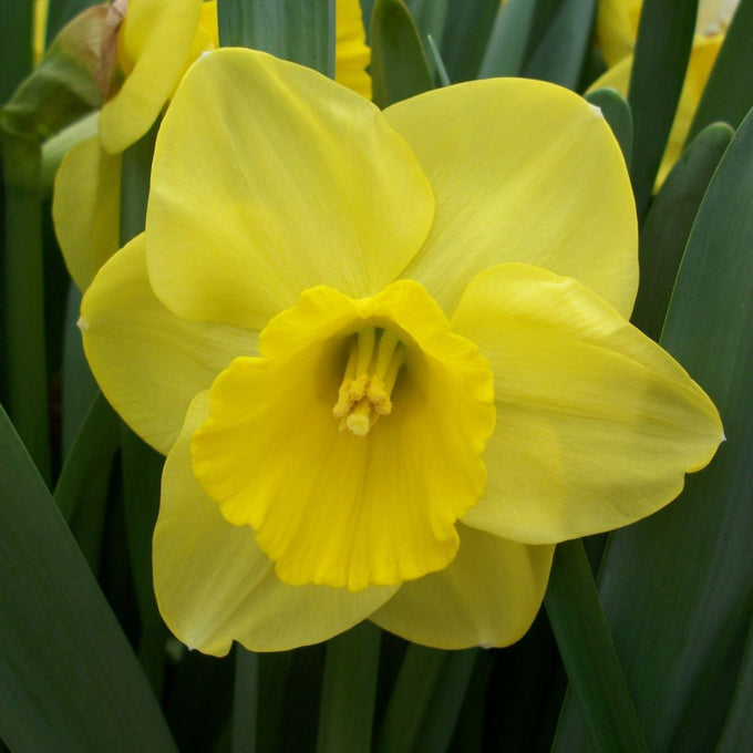 Narcissus Camelot 12 - 14 20KG - Image 1