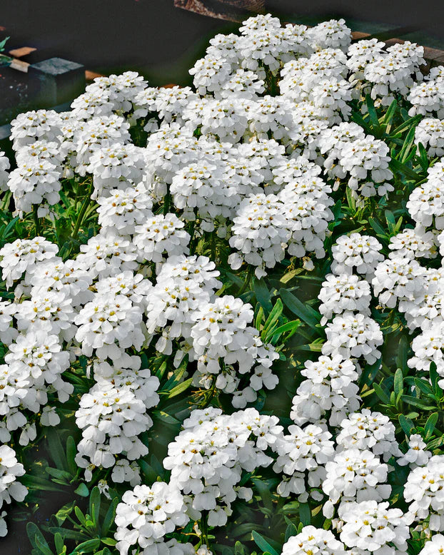 Iberis semp. 'Snowflake' 9cm - Image 2