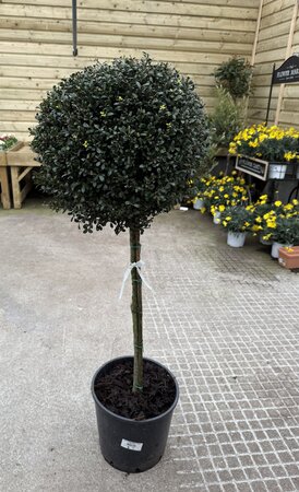 Ilex Crenata Kinme Stam (Stem 80cm) Height 150cm C20 - Image 1