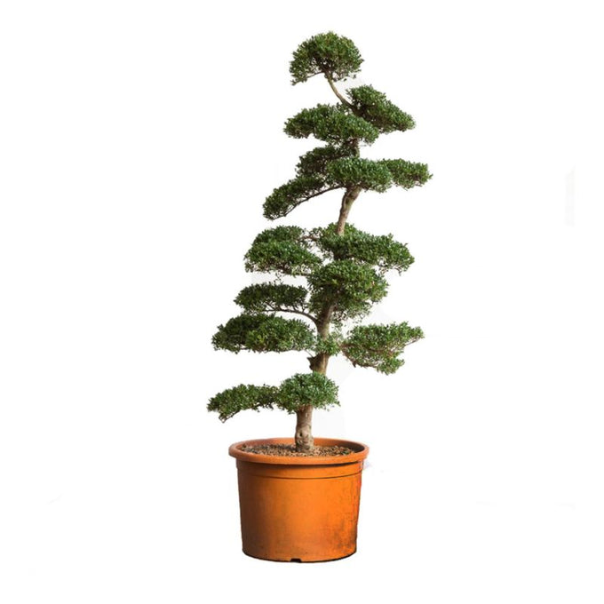 Ilex Crenata Kinme Bonsai (Plantsize 80-100cm ) C18 Height 120cm - Image 1