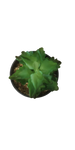 Load image into Gallery viewer, Succulent in pot green - h17,5xd10,5cm
