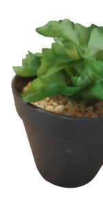 Succulent in pot green - h17,5xd10,5cm