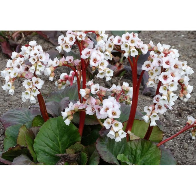 Bergenia Jelle 2L - Image 2