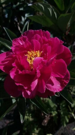 Paeonia 'Karl Rosenfield' 4L