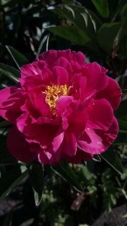Paeonia 'Karl Rosenfield' 4L - Image 3